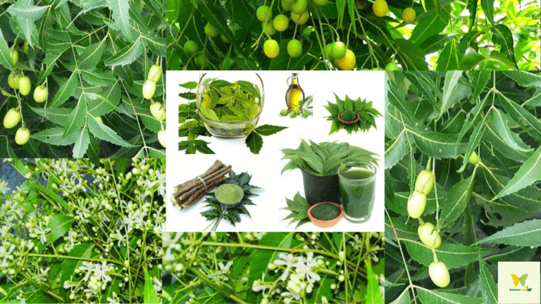 The Neem Tree: Natural Pharmacy of Rural Life